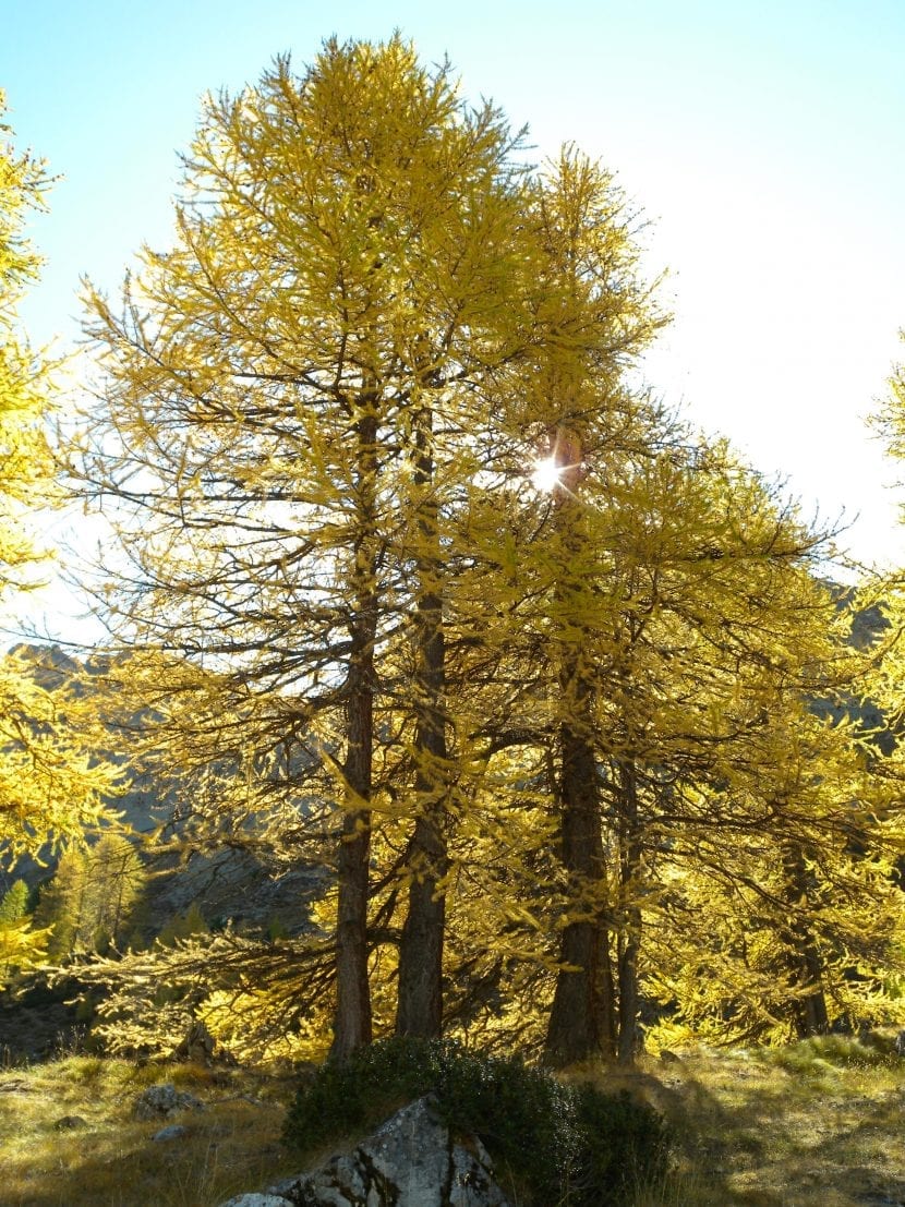 Alerce europeo Larix decidua con el follaje dorado de otoño