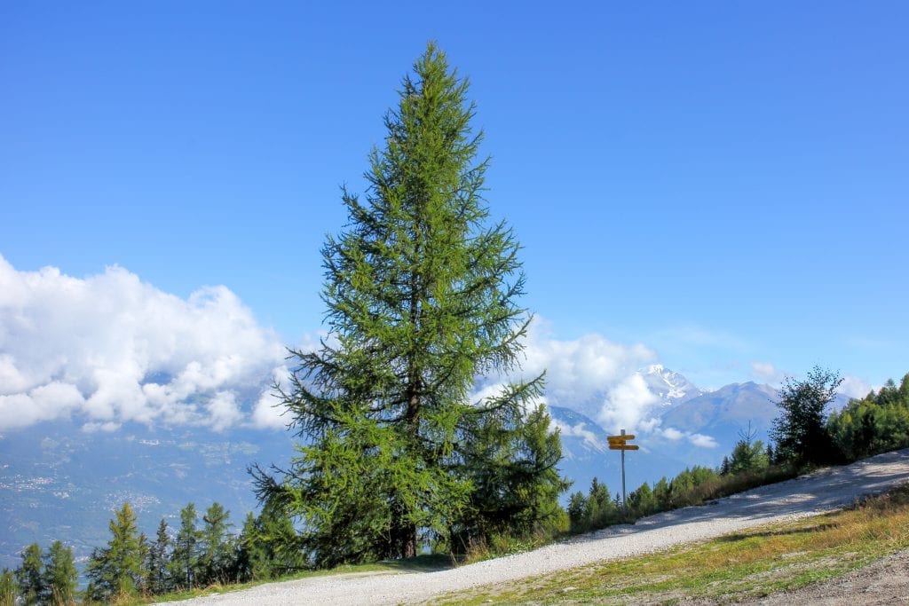 Larix decidua: cultivo del alerce europeo en España