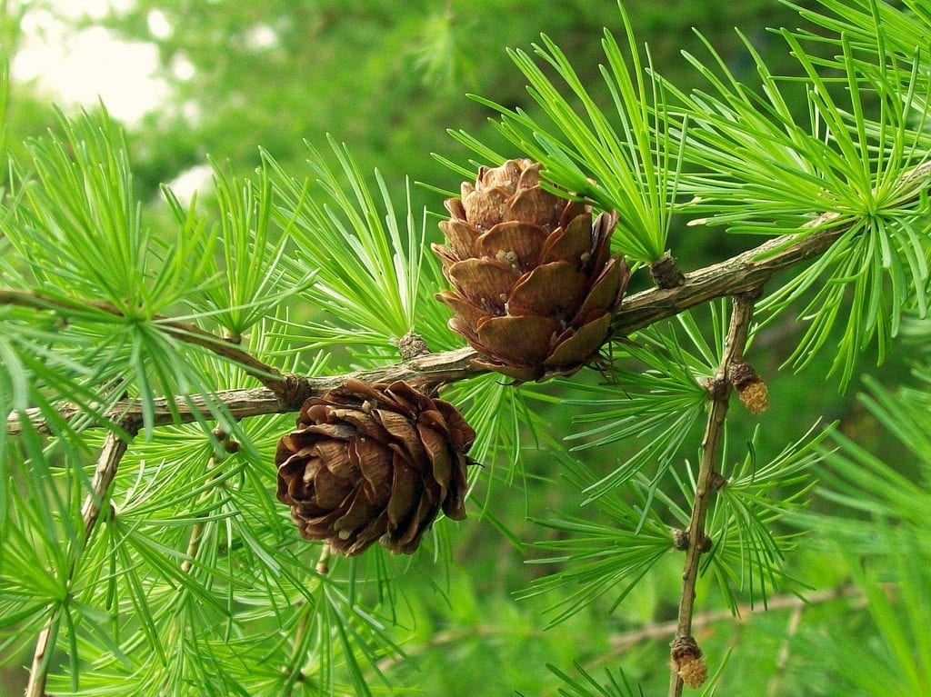 Los conos del Larix decidua son redondeados, con escamas