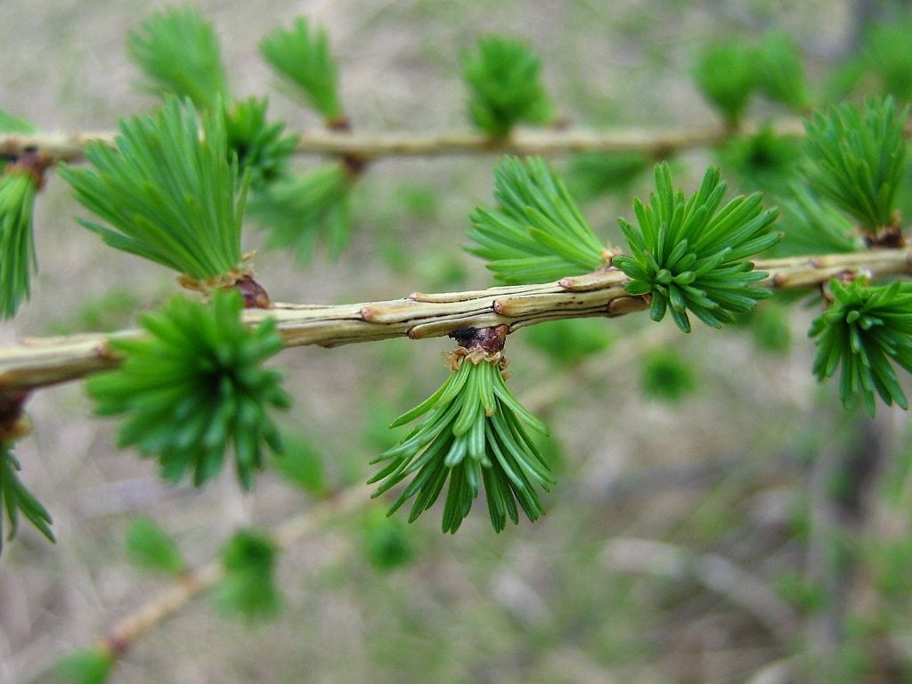 Las hojas del Larix decidua son caducas