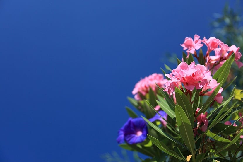 Adelfa (Nerium oleander): cultivo, poda y toxicidad