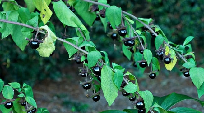 Plantas venenosas en España: cuáles son y qué parte mata