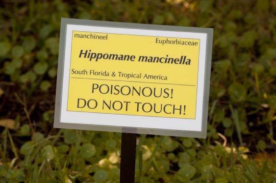 Las plantas y árboles más peligrosos del mundo