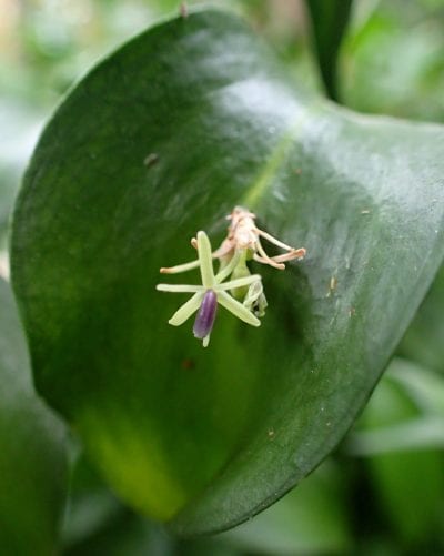 Flor de Laurel de Alejandría