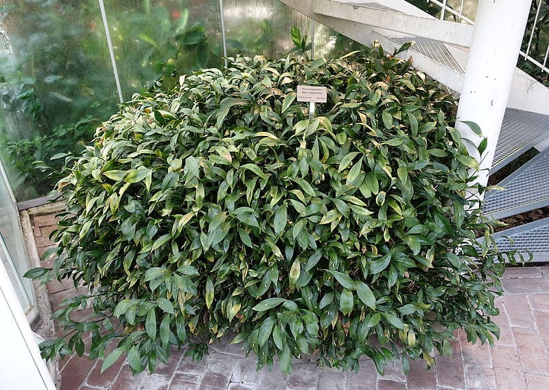Laurel de Alejandría: cuidados, poda y multiplicación