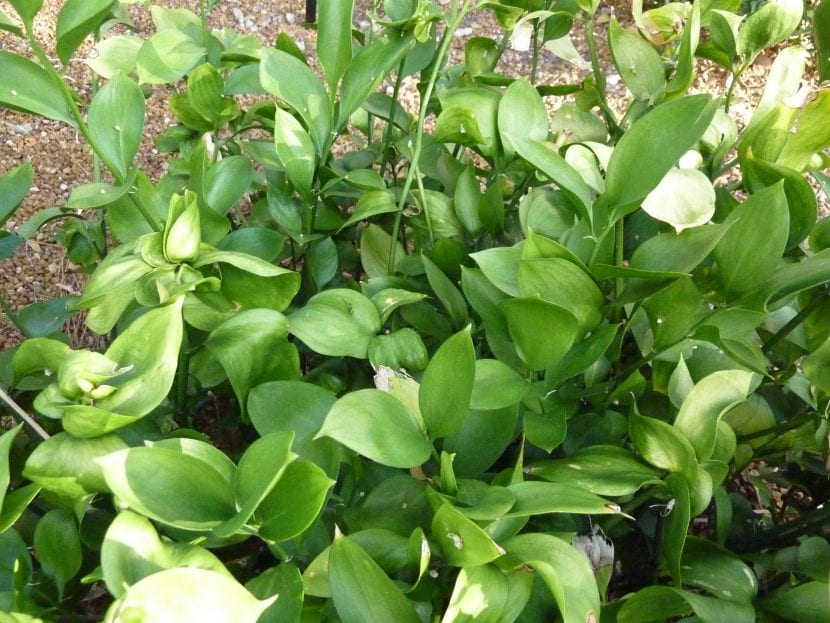 Hojas de laurel de Alejandría