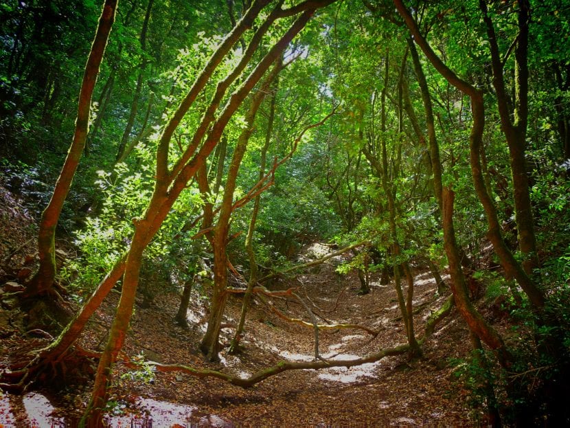 Laurisilva de Tenerife