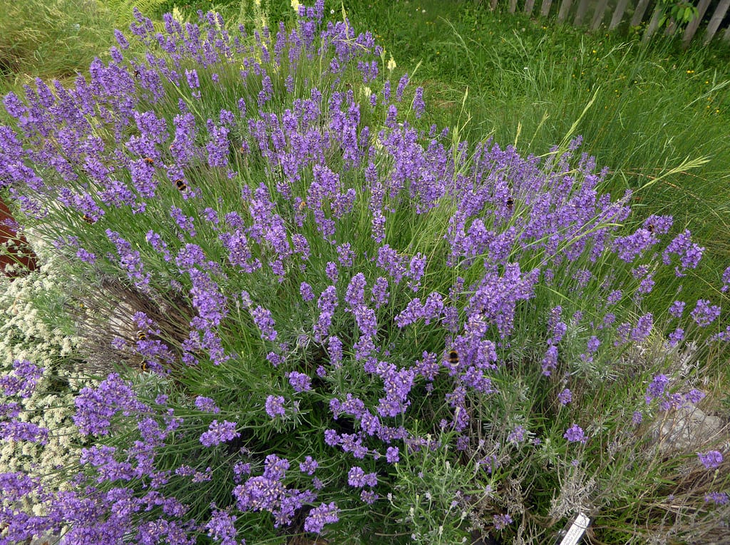 Espliego (Lavandula latifolia): cultivo, poda y usos