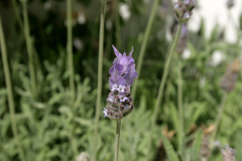 Las flores de la Lavandula dentata son lilas