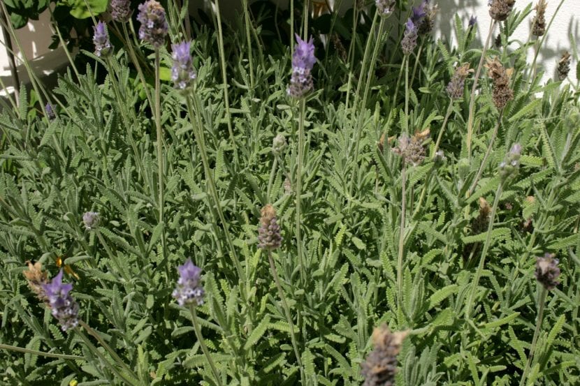La Lavandula dentata es un arbusto de jardín muy interesante
