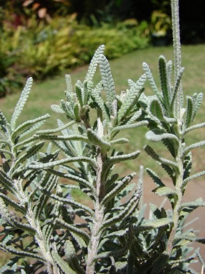 Las hojas de la Lavandula dentata son grisáceas