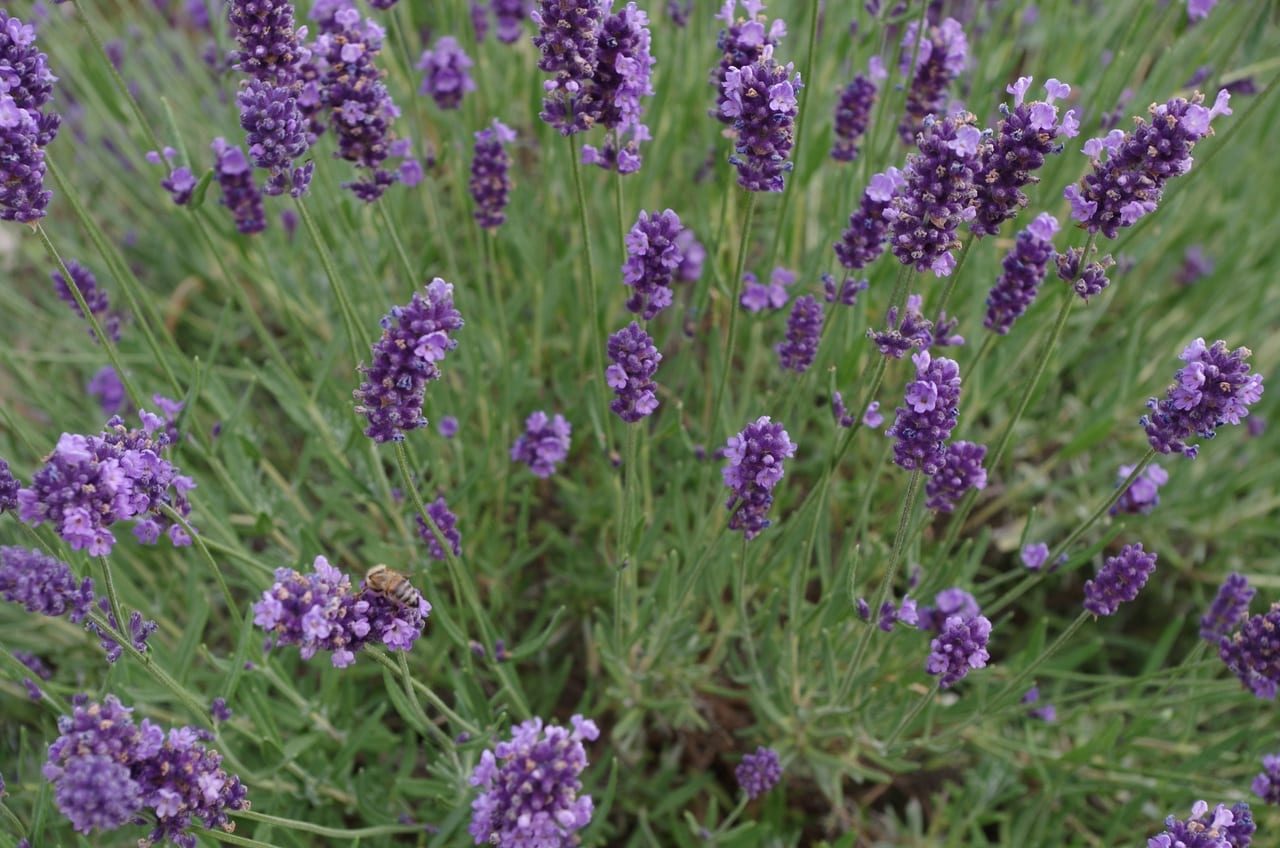 Lavandula dentata: cuidados, poda y resistencia al frío
