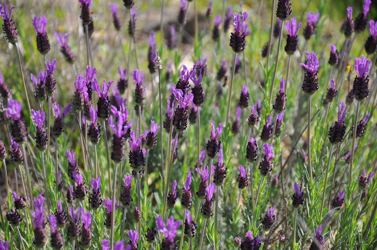 Lavandula pedunculata en flor