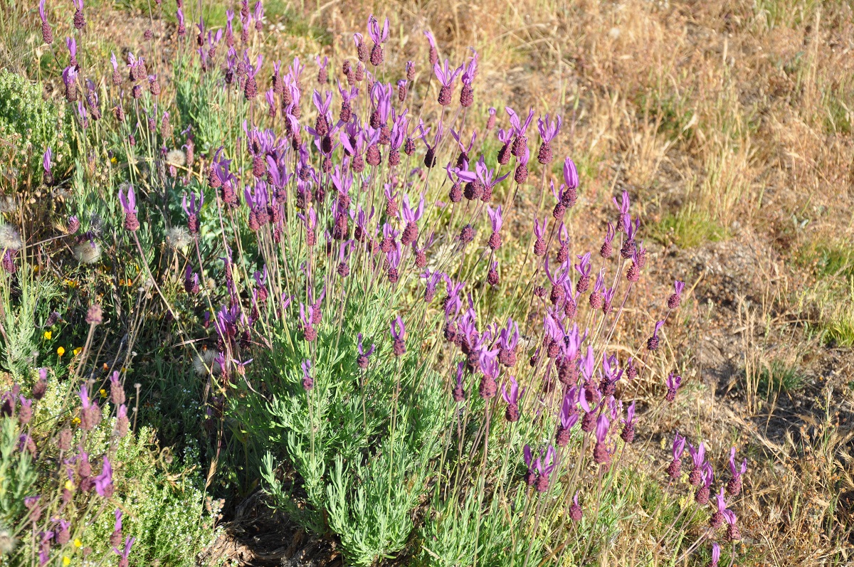 arbusto con lavanda en flor