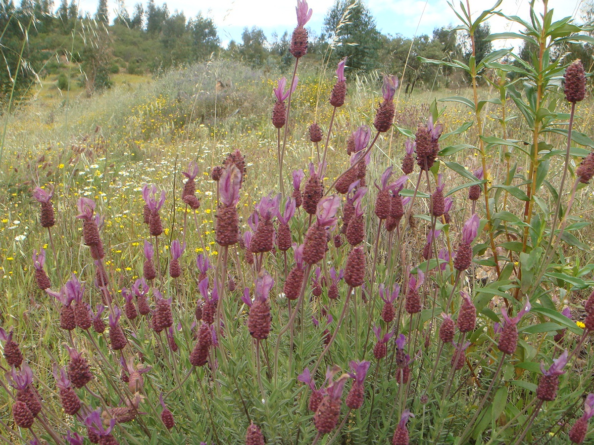 Lavandula pedunculata: cultivo, poda y suelo ácido