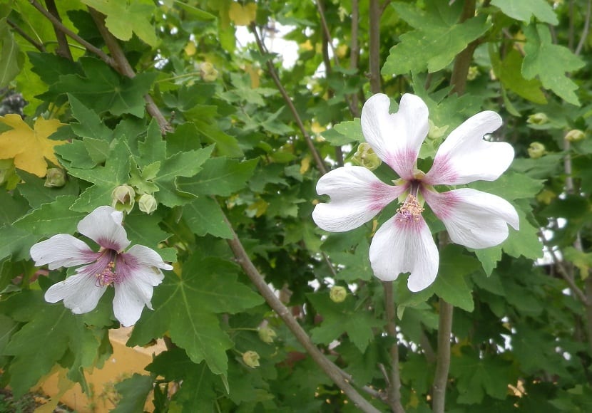 dos flores con los petalos abiertos entre hojas verdes