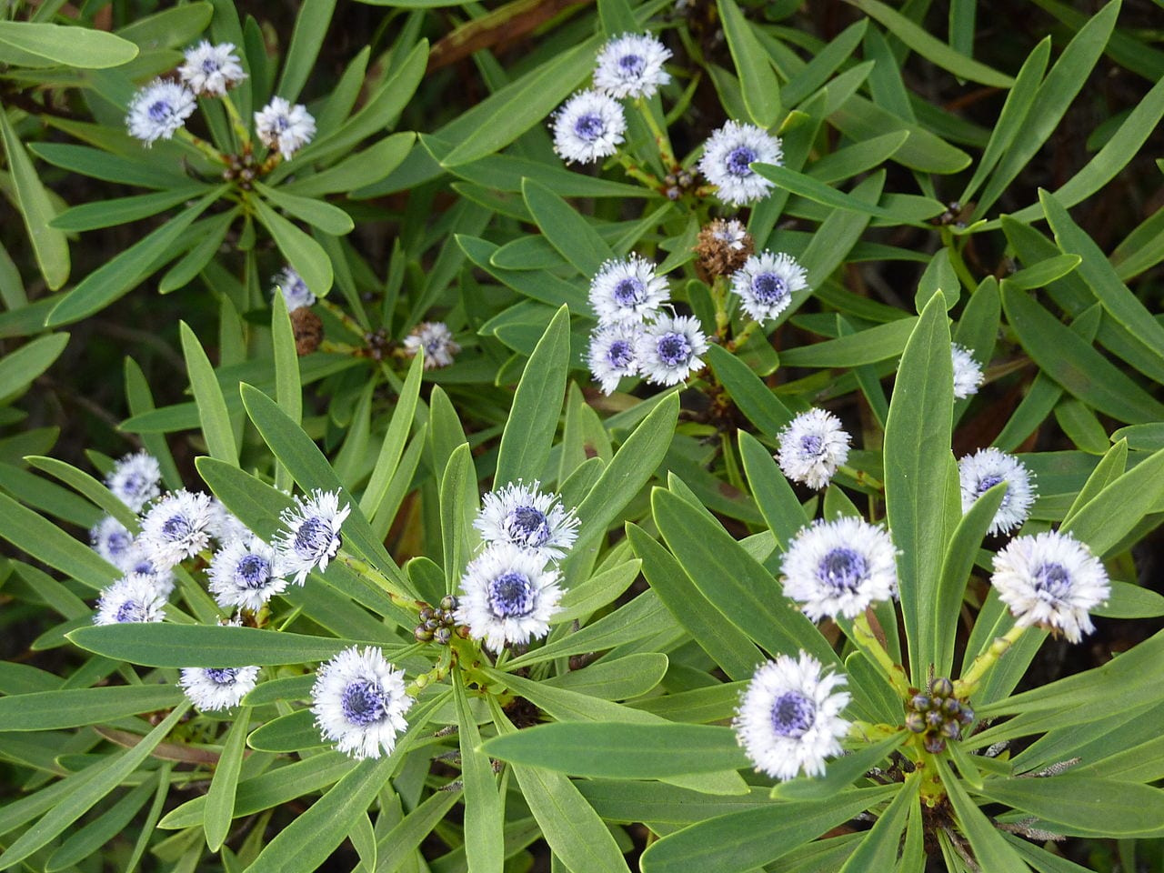 Lengua de pájaro (Globularia salicina): cultivo y cuidados