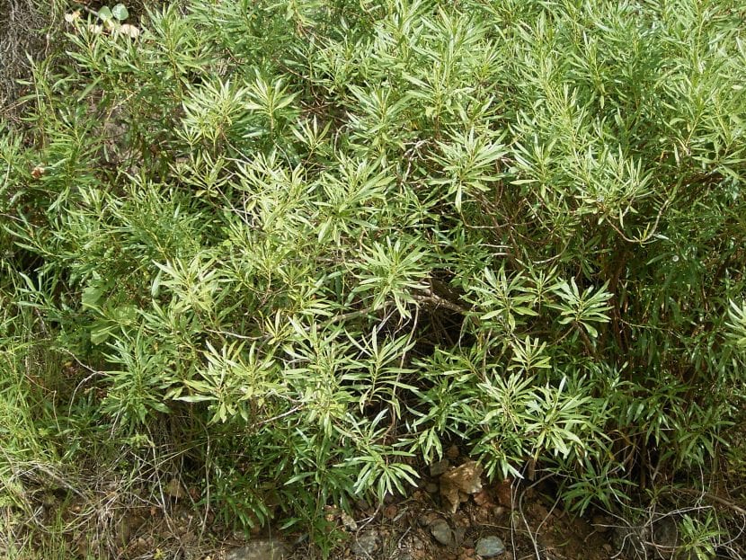 Vista de la planta Globularia salicina