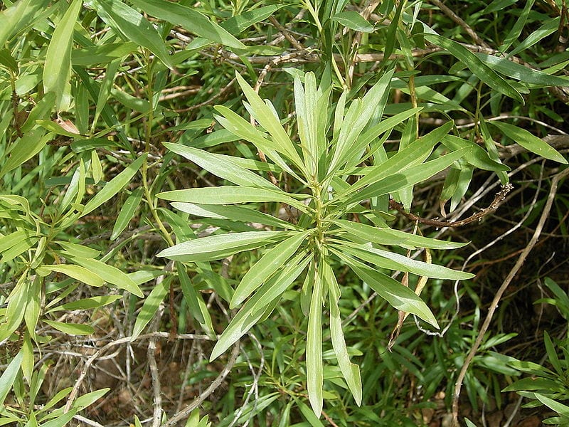 Planta de Globularia salicina