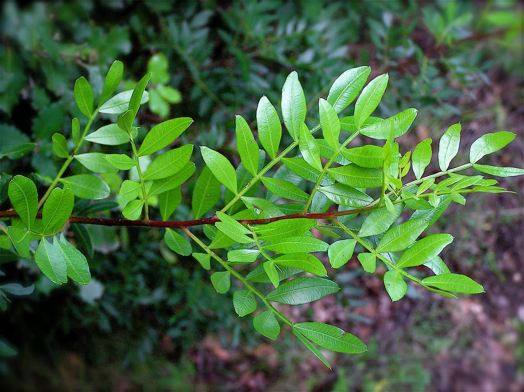 Lentisco (Pistacia lentiscus): cultivo, poda y usos