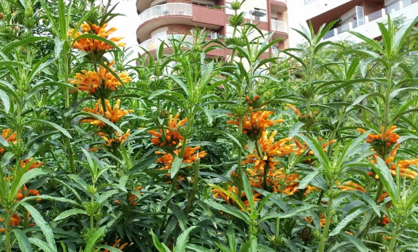 Mata de Leonotis leonurus en flor en un jardín