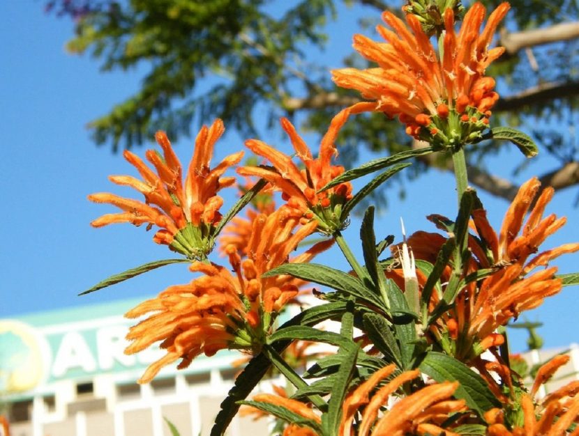 Verticilos de flores naranjas y aterciopeladas de Leonotis leonurus