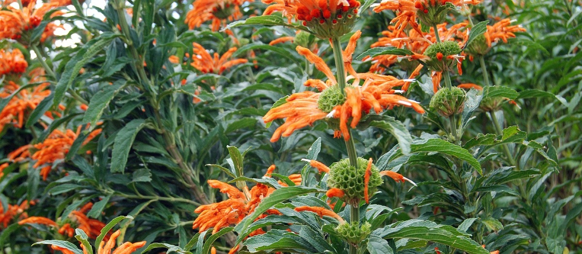 planta llamada marihuana salvaje de color naranja