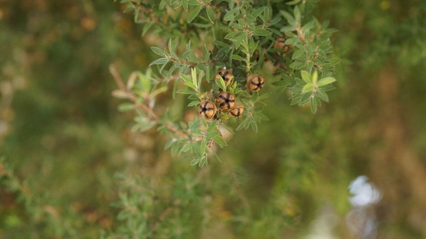 Los frutos secos del Leptospermum son pequeños