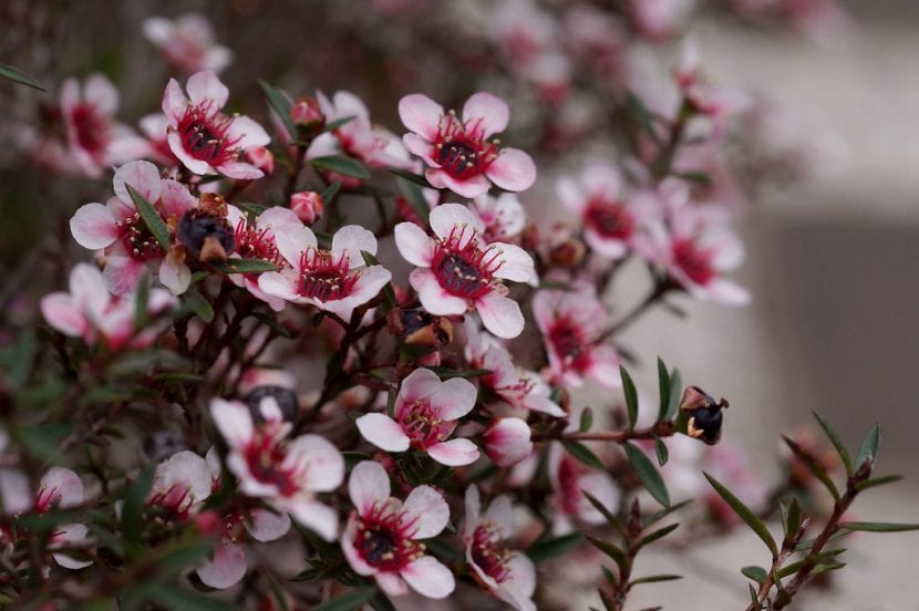 El Leptospermum es una planta de gran valor ornamental