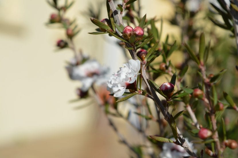 El Leptospermum puede tener las flores blancas