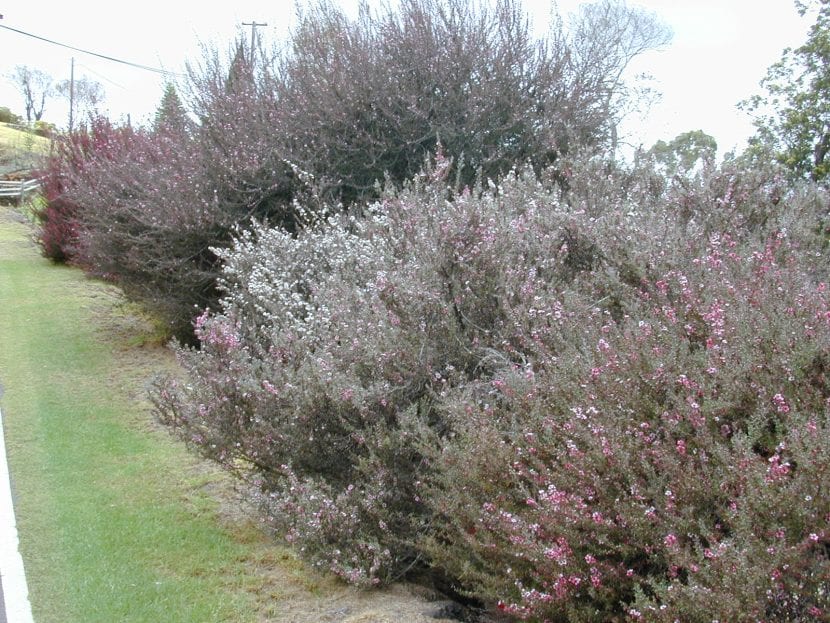Vista del Leptospermum en un jardín