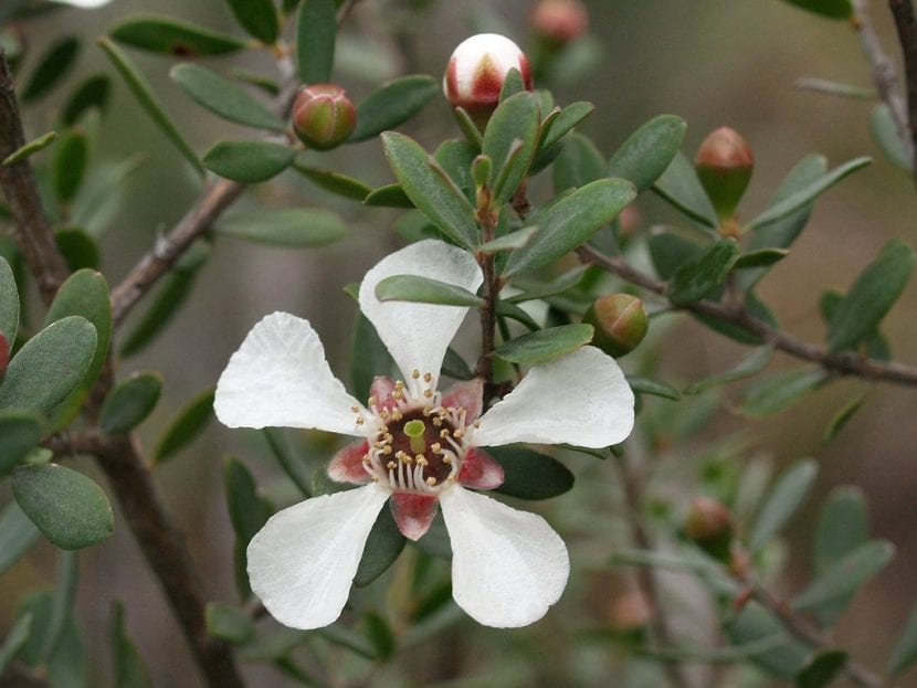 Vista del Leptospermum grandiflorum