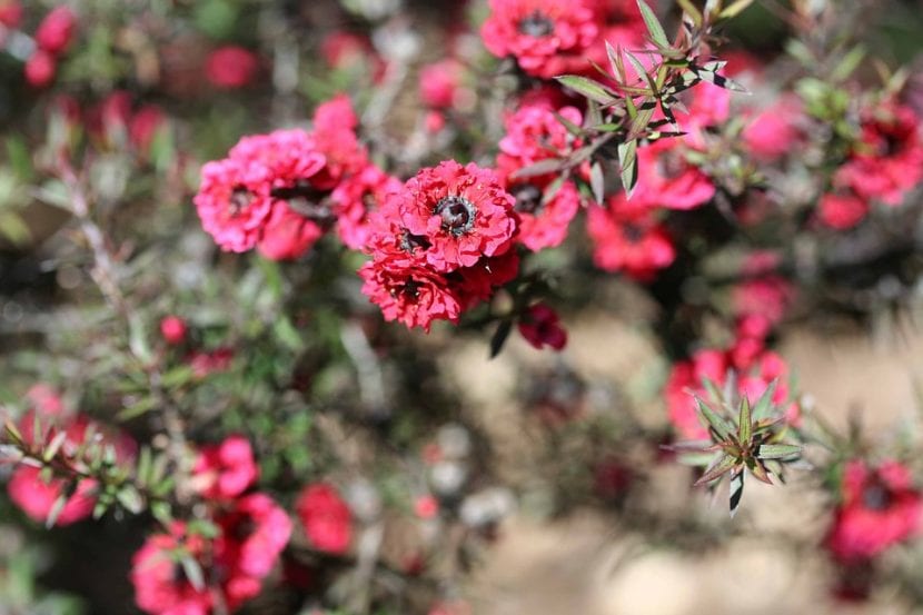 El Leptospermum tiene flores pequeñas