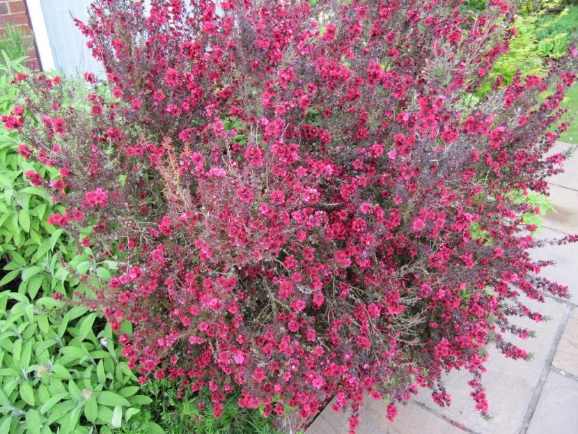 El Leptospermum scoparium es una planta decorativa