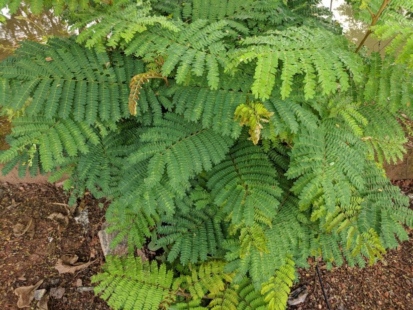 Leucaena leucocephala