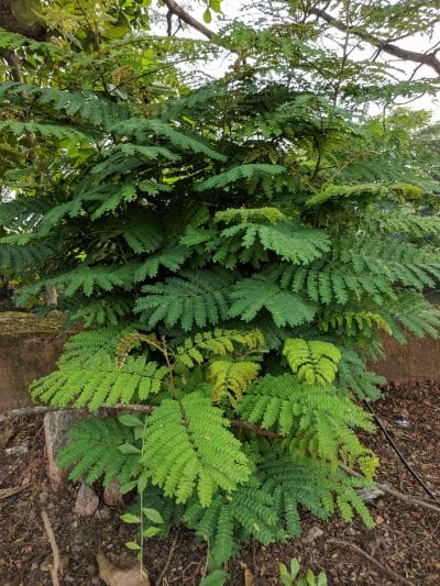 Leucaena leucocephala