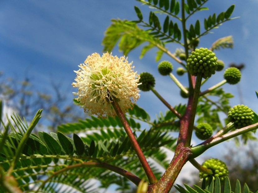 Vista de la flor de la Leucaena leucocephala