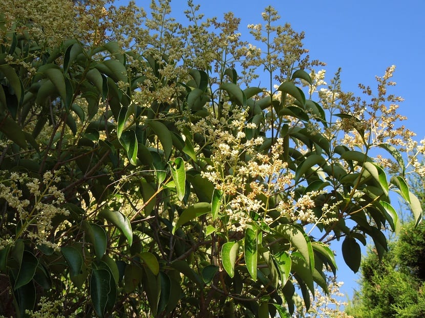 Ligustrum japonicum: cultivo, poda y setos de aligustre