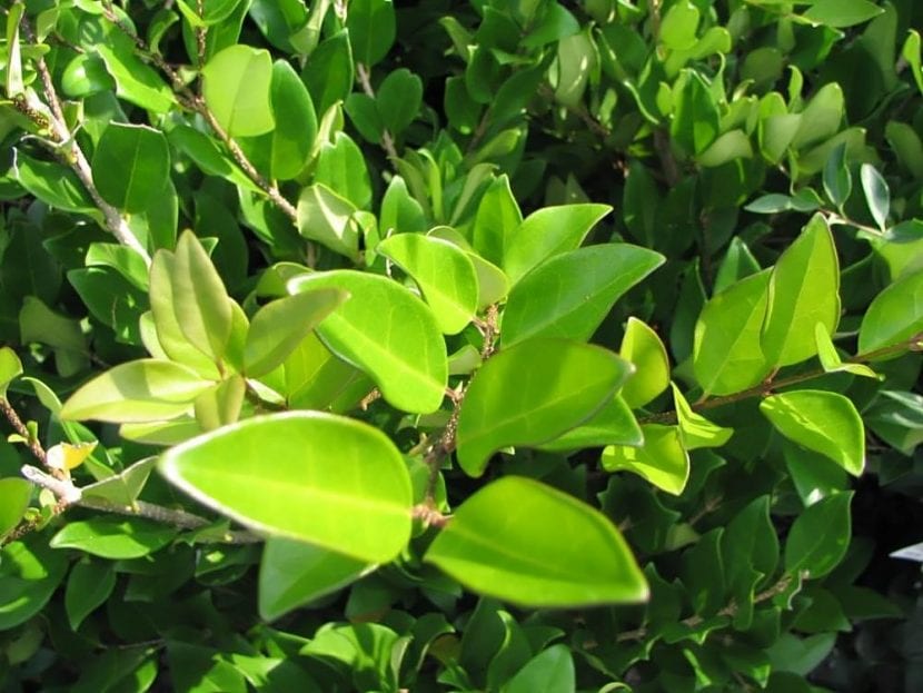 Las hojas del Ligustrum lucidum son grandes y verdes