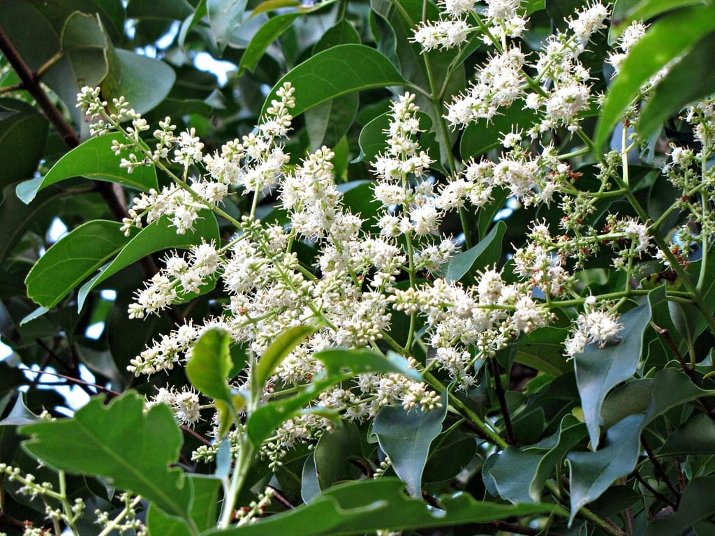Ligustrum lucidum: cuidados, poda y riesgos del aligustre arbóreo