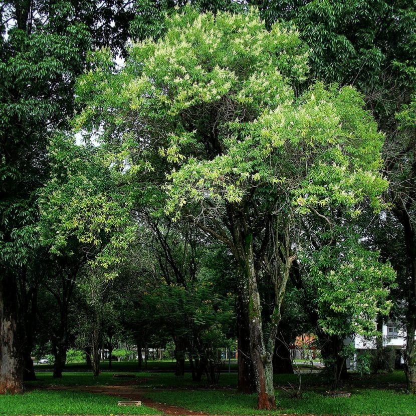 Vista del árbol Ligustrum lucidum