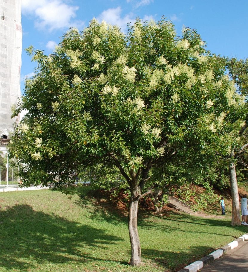 Ejemplar adulto de Ligustrum lucidum con la copa densa y redondeada