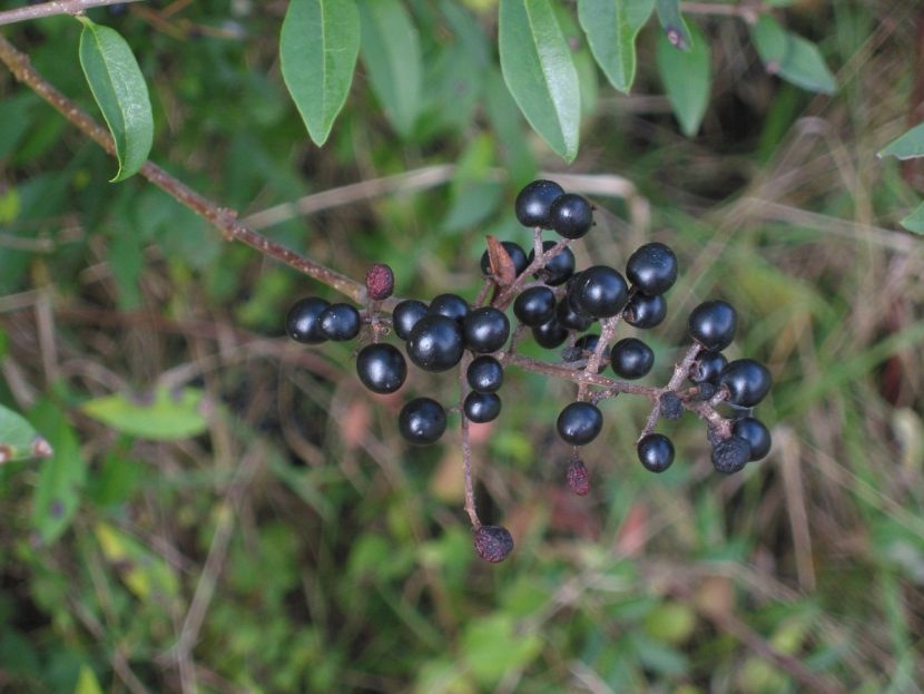Arbusto de Ligustrum vulgare cargado de bayas negras