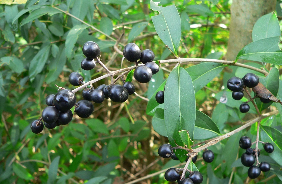 bayas de color negro que salen de un arbusto