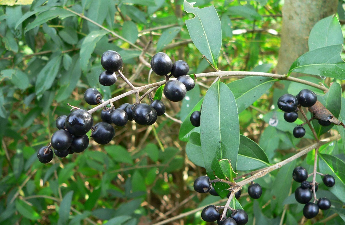Ligustrum vulgare: guía del aligustre común para setos