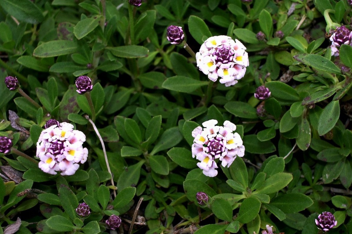 Lippia repens: tapizante que sustituye al césped