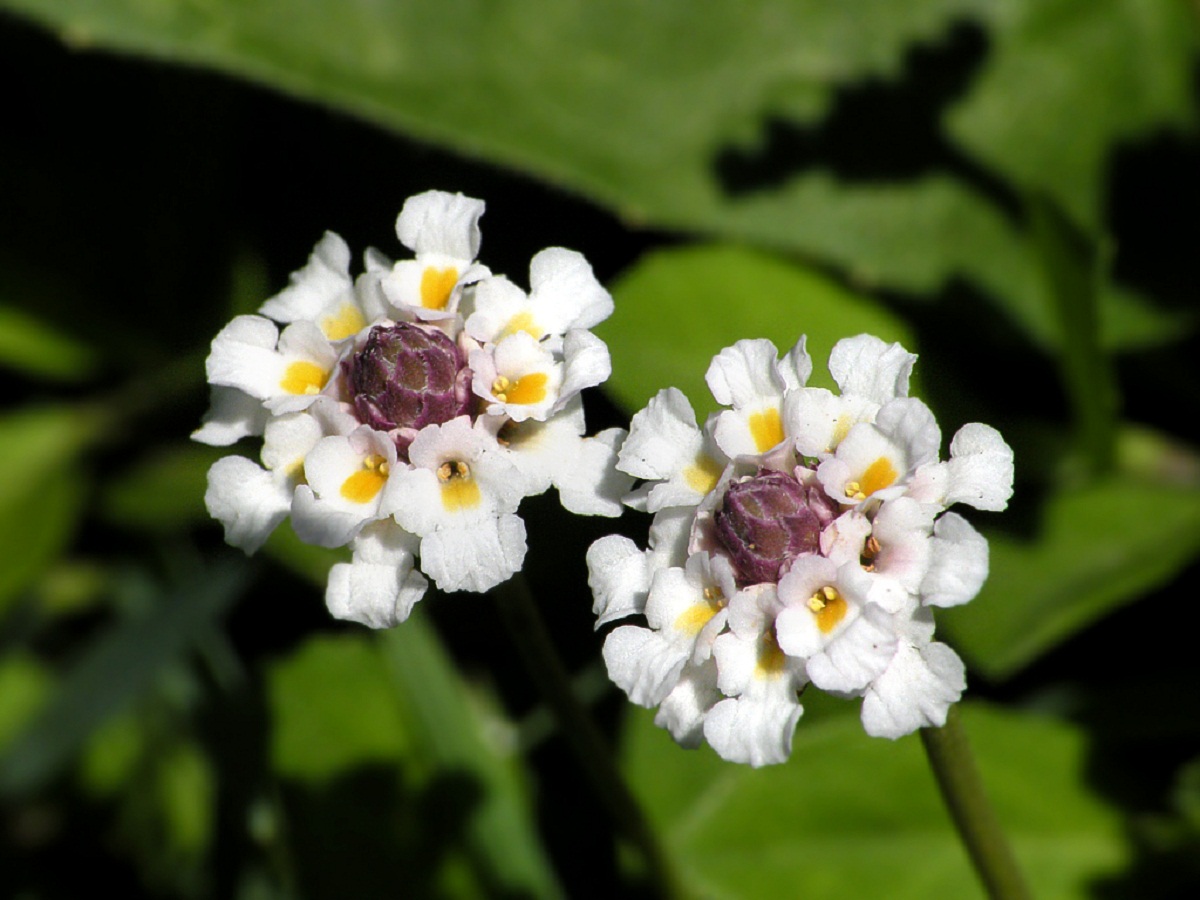 flores compuestas cada una de mucho petalos blancos