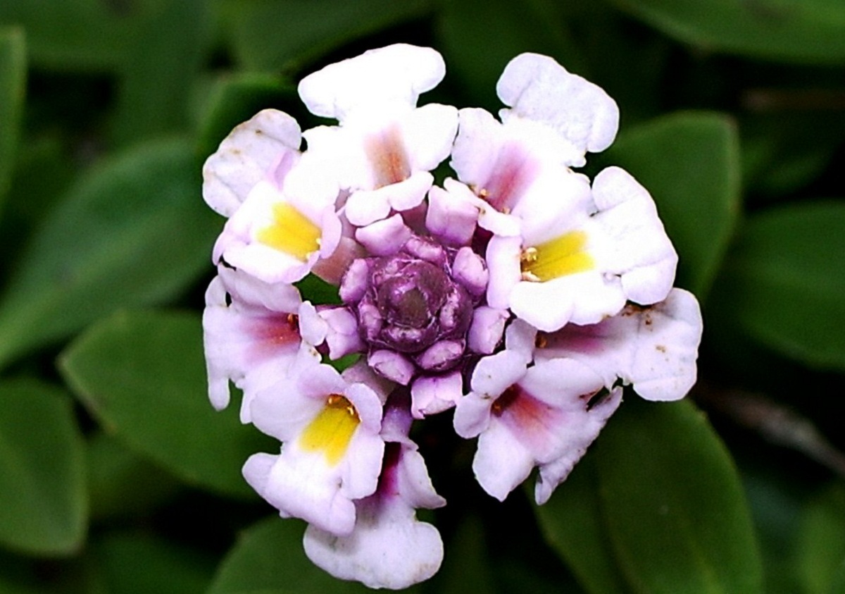 imagen de una flor de cerca donde se pueden ver todos sus petalos