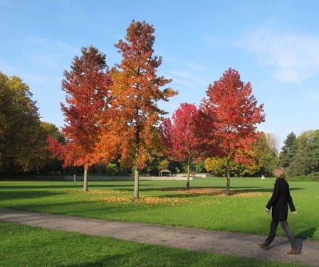 Liquidámbar: por qué sus hojas se ponen rojas en otoño