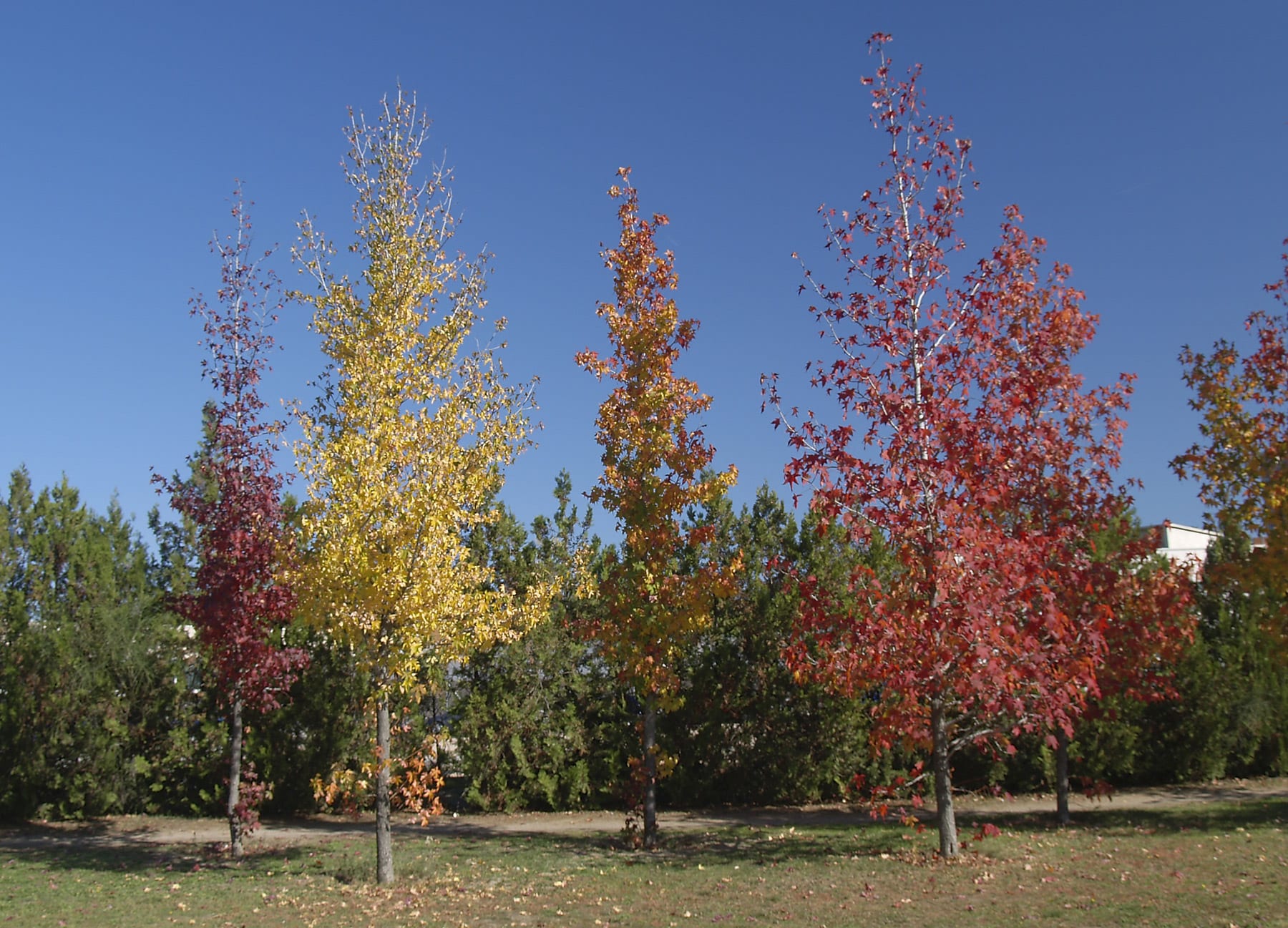 Liquidambar styraciflua: cultivo, suelo, riego y variedades